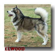 ELWOOD